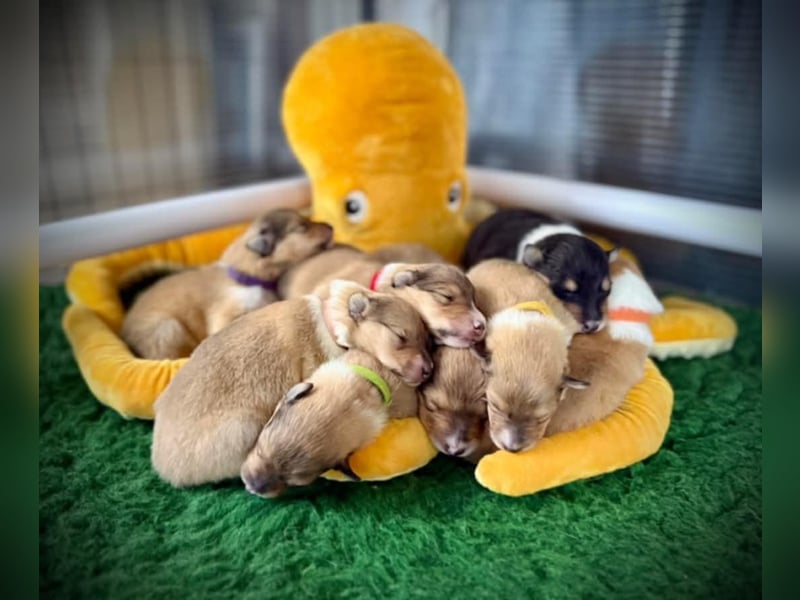 Wir erwarten Collie Welpen in sable und tricolour Anfang Juni - Begleiten Sie uns von Anfang an!
