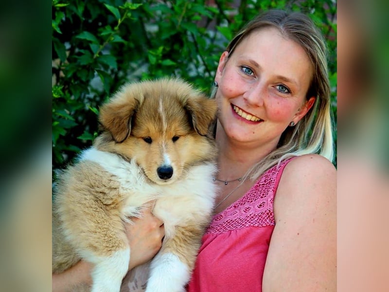 Wir erwarten Collie Welpen in sable und tricolour Anfang Juni - Begleiten Sie uns von Anfang an!