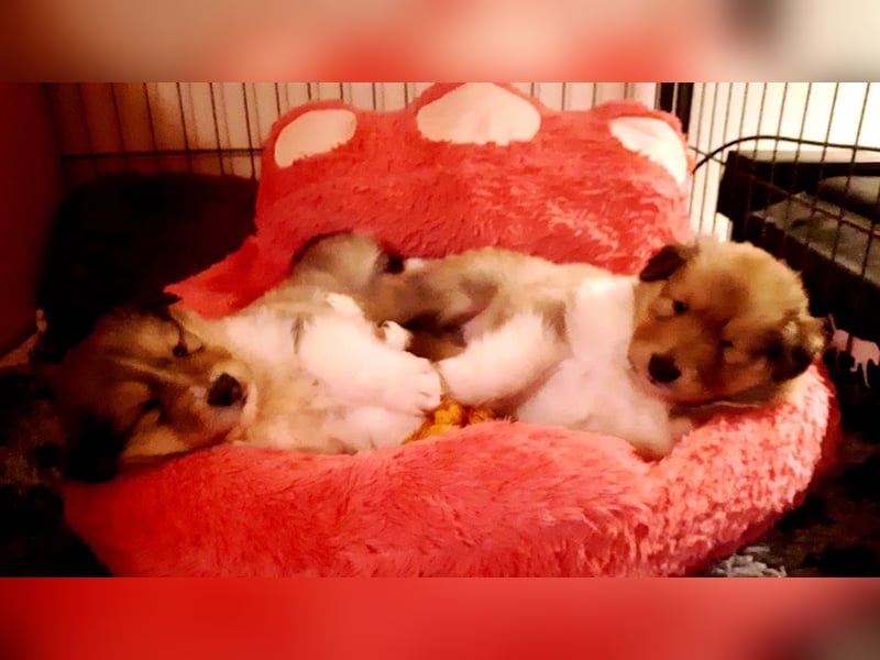 Wir erwarten Collie Welpen in sable und tricolour Anfang Juni - Begleiten Sie uns von Anfang an!