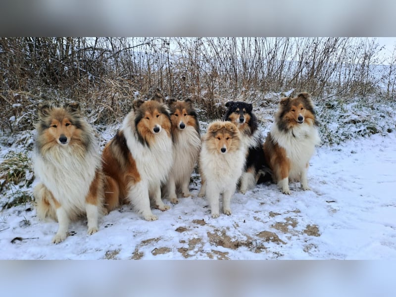 Wir erwarten Collie Welpen in sable und tricolour Anfang Juni - Begleiten Sie uns von Anfang an!