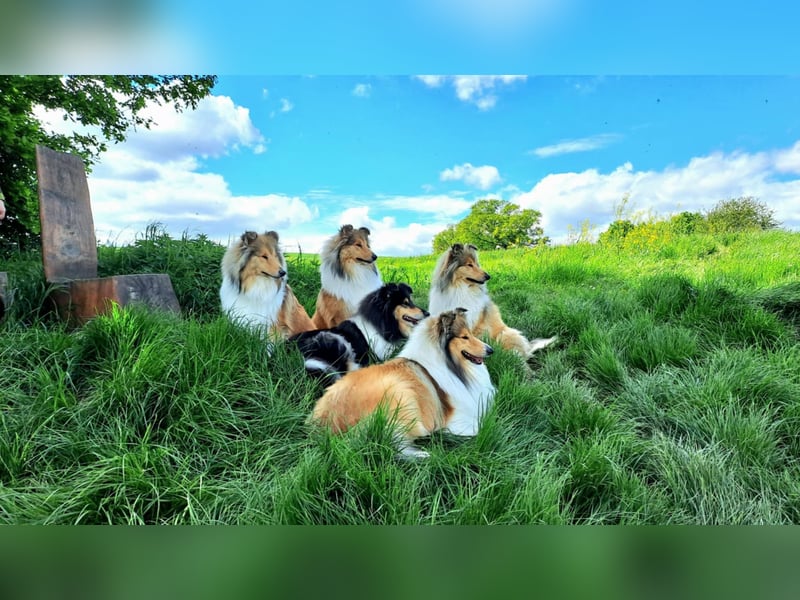 Wir erwarten Collie Welpen in sable und tricolour Anfang Juni - Begleiten Sie uns von Anfang an!