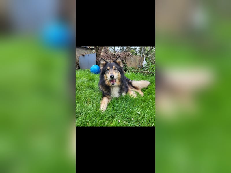 Husky mix hündin