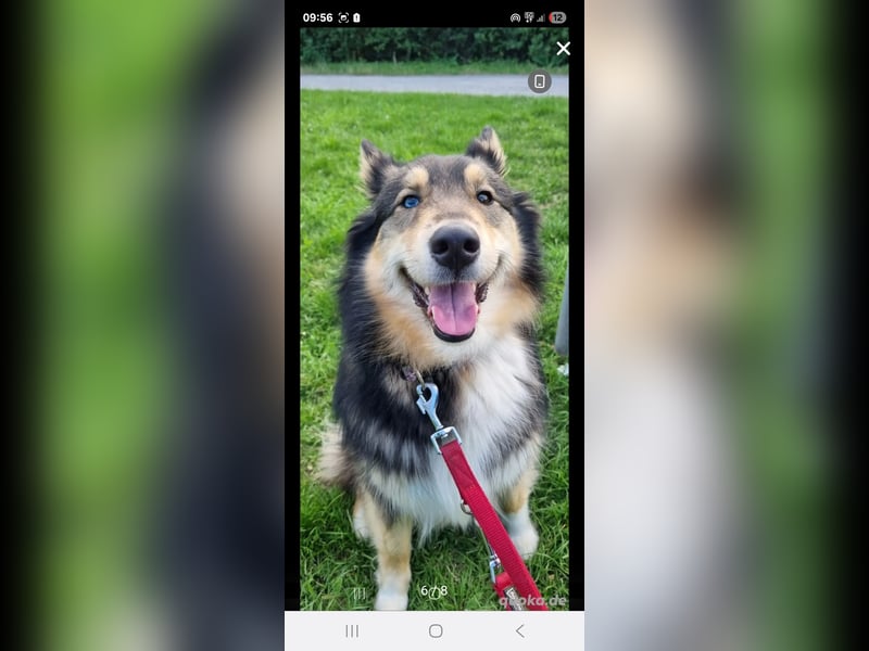 Husky mix hündin