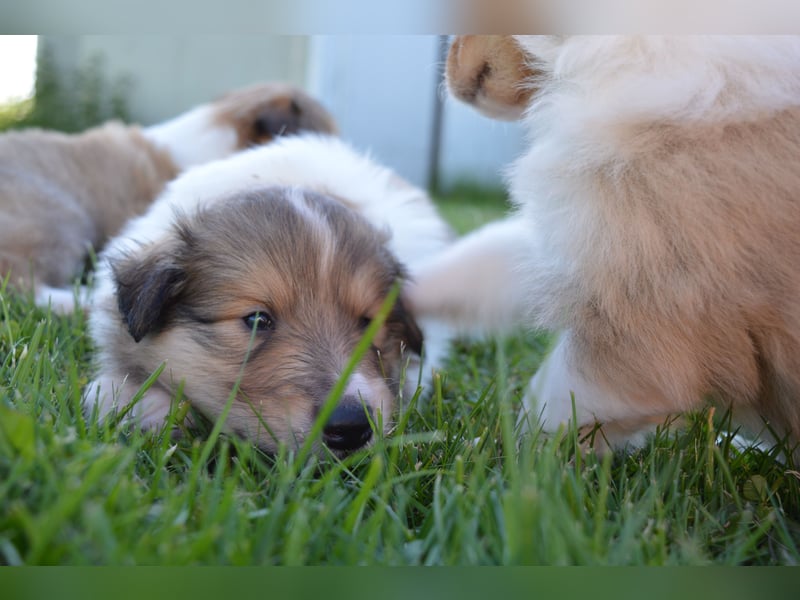 Collies mit Herz - die Welpen sind da!