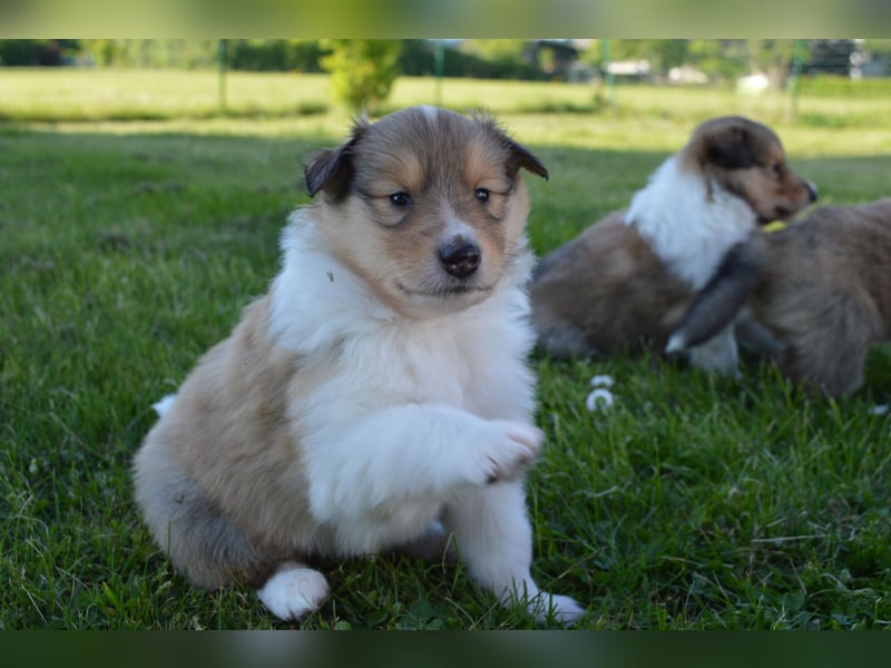 Collies mit Herz - die Welpen sind da!