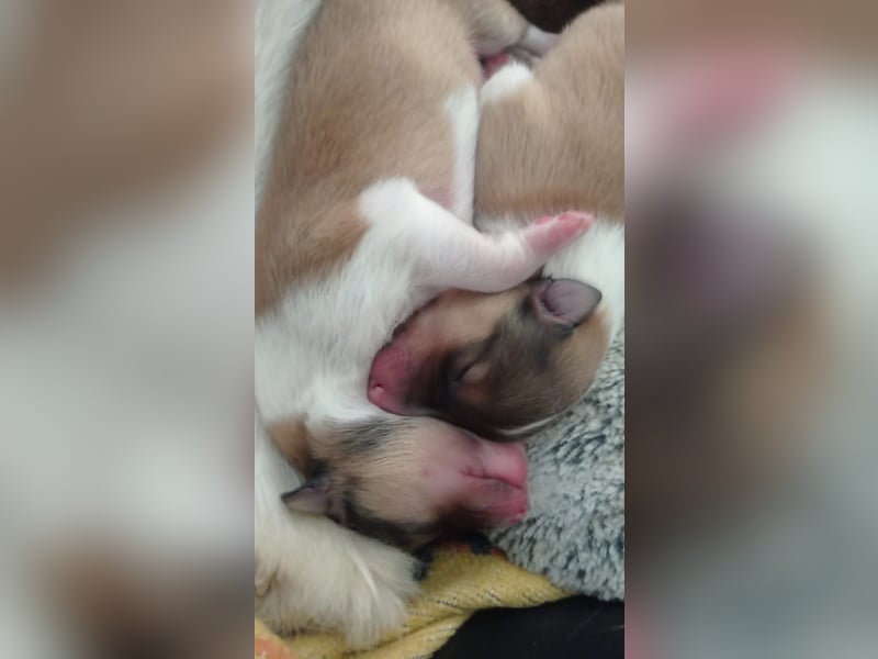 Collies mit Herz - die Welpen sind da!