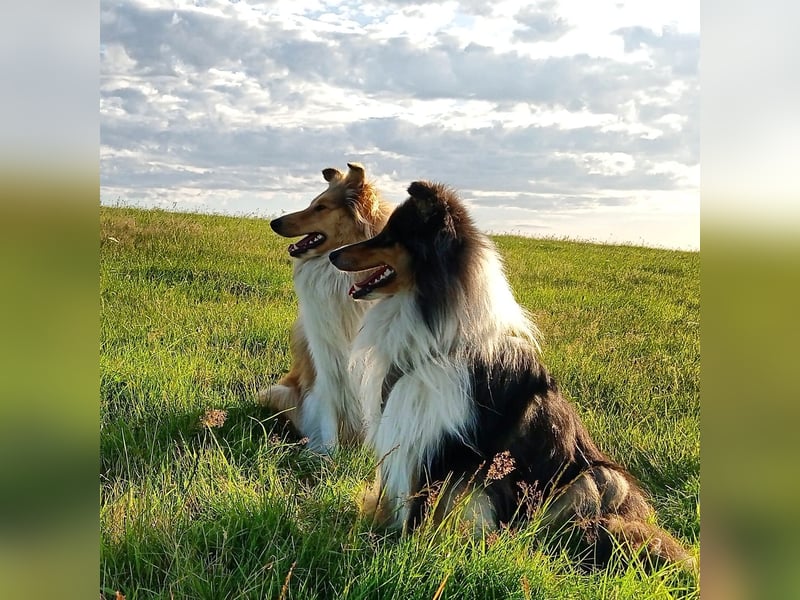 Collies mit Herz - die Welpen sind da!