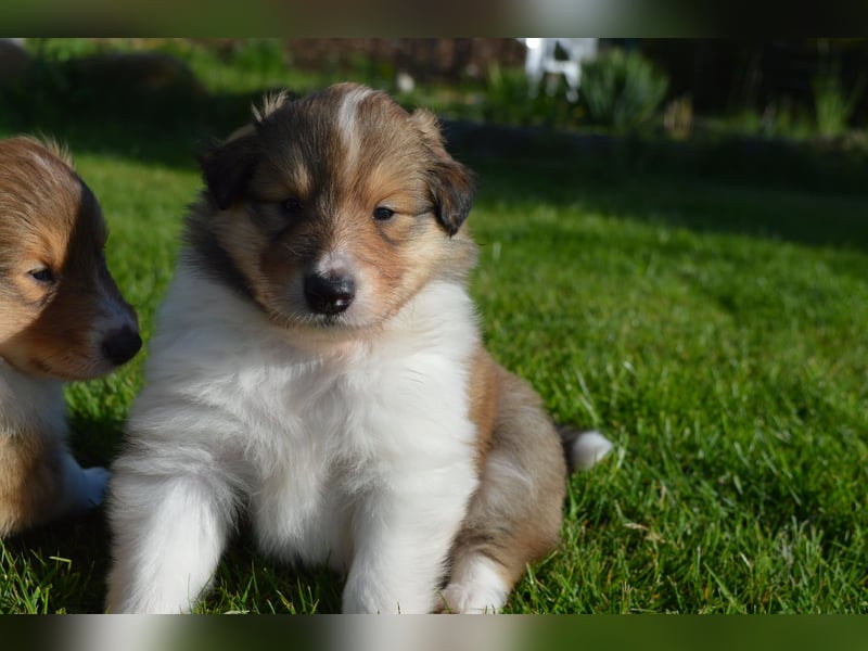 Collies mit Herz - die Welpen sind da!