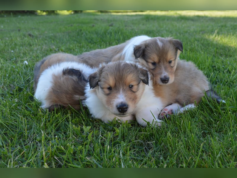 Collies mit Herz - die Welpen sind da!