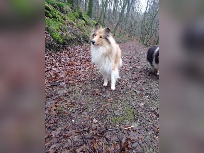 Collies mit Herz - die Welpen sind da!