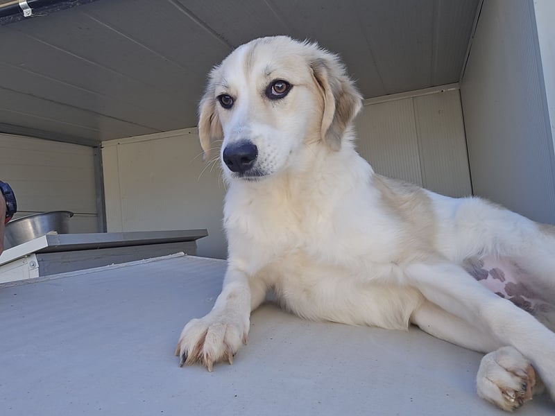 Buffy: ein Schatz für "Überall mit dabei"