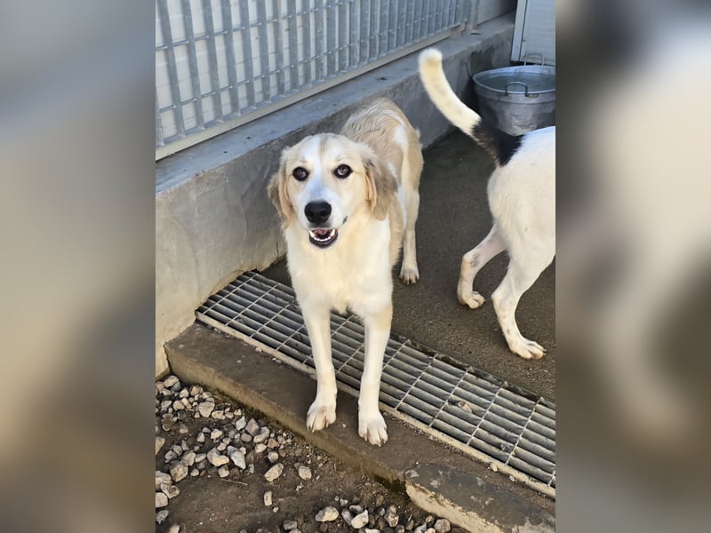 Buffy: ein Schatz für "Überall mit dabei"