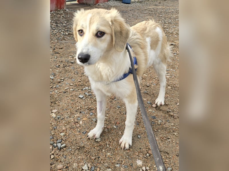 Buffy: ein Schatz für "Überall mit dabei"