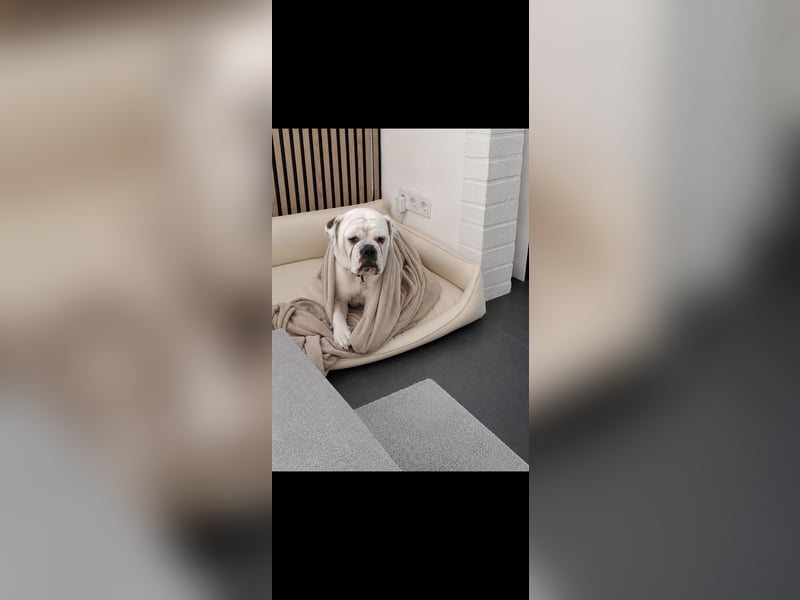 Continental Bulldogge
