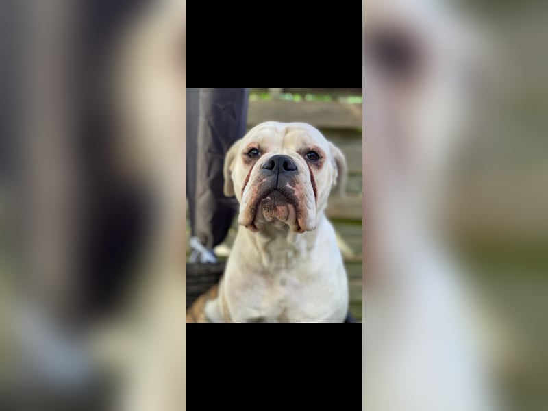 Continental Bulldogge