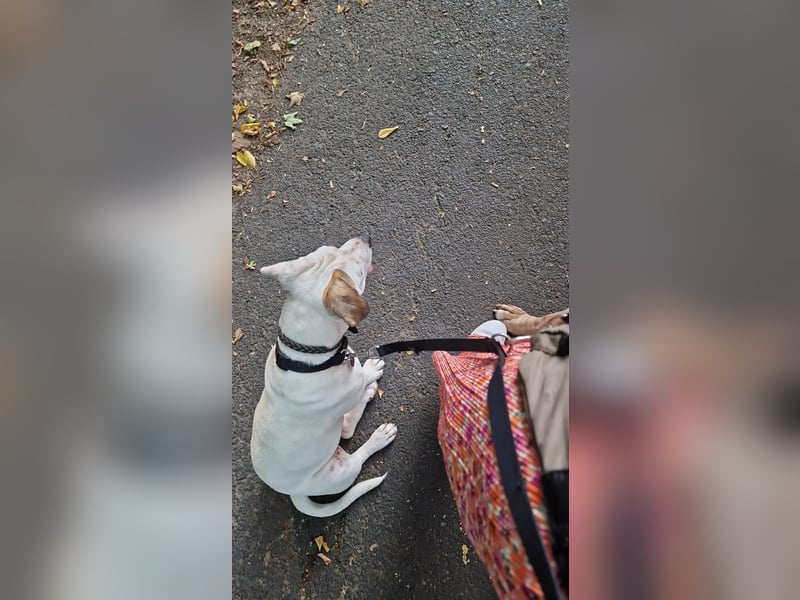 Nala sucht ihre Traumfamilie