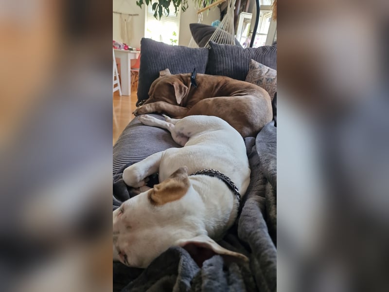 Nala sucht ihre Traumfamilie