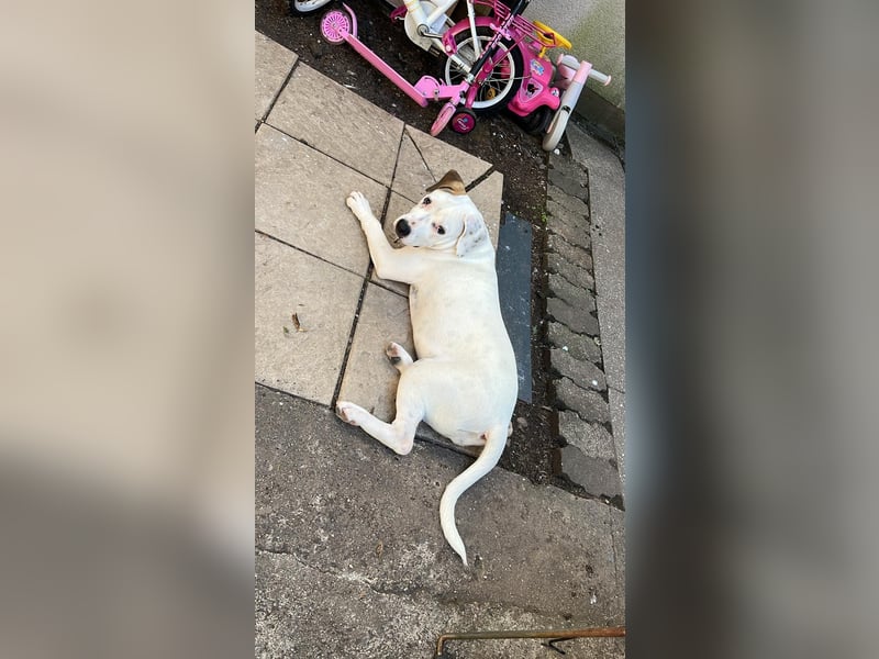 Nala sucht ihre Traumfamilie