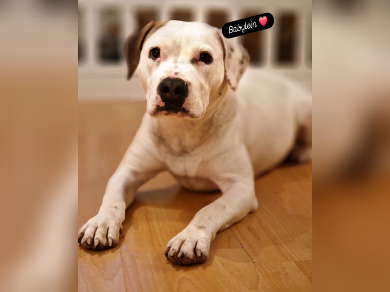 Nala sucht ihre Traumfamilie