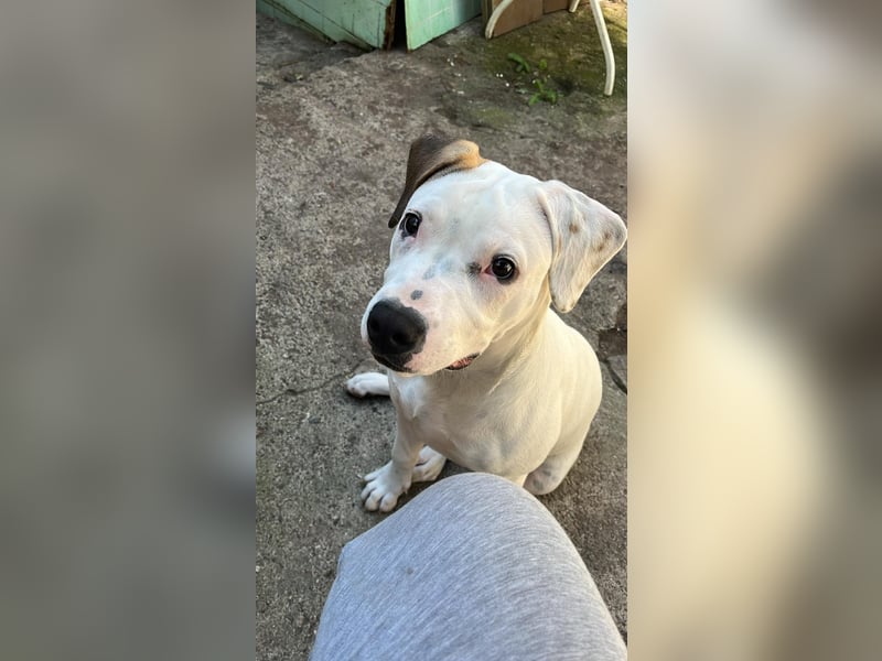 Nala sucht ihre Traumfamilie