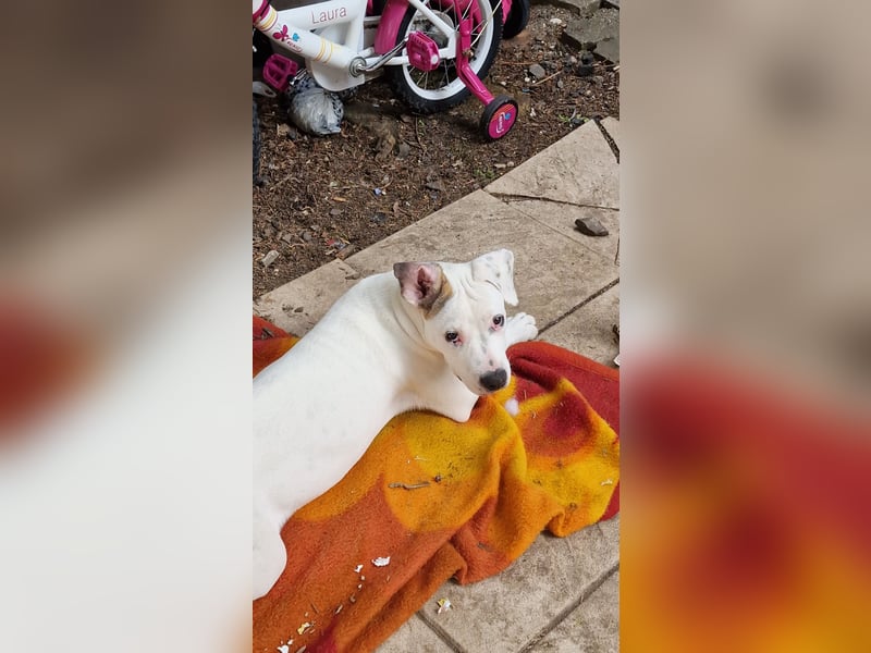 Nala sucht ihre Traumfamilie