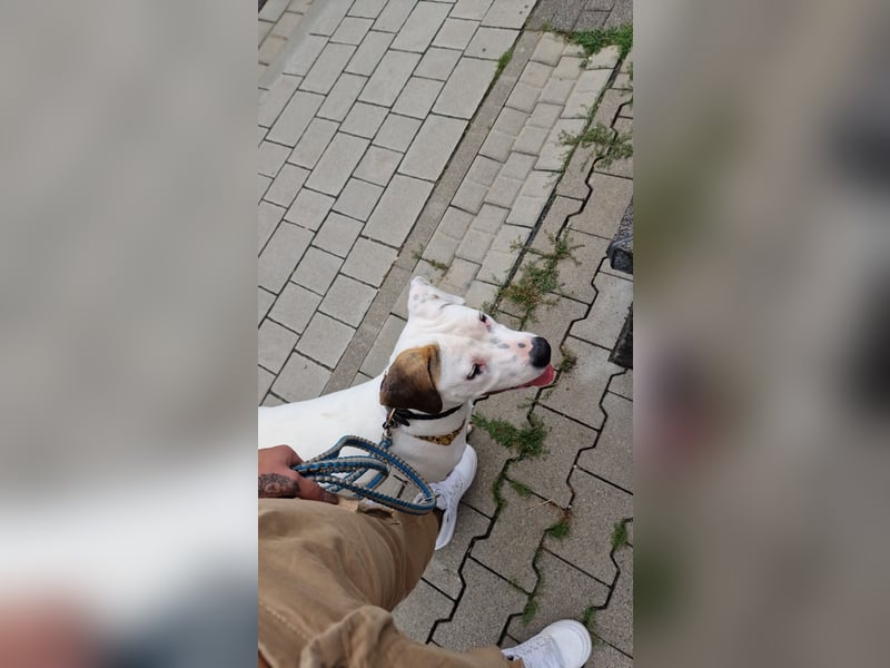 Nala sucht ihre Traumfamilie