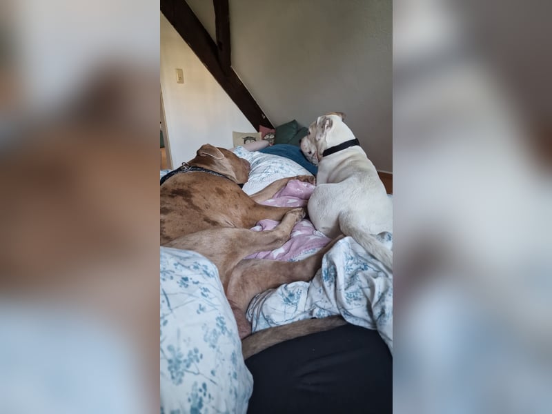 Nala sucht ihre Traumfamilie