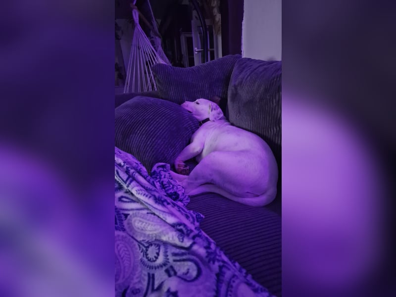 Nala sucht ihre Traumfamilie
