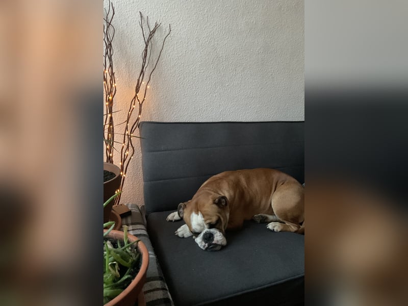 Continental Bulldogge