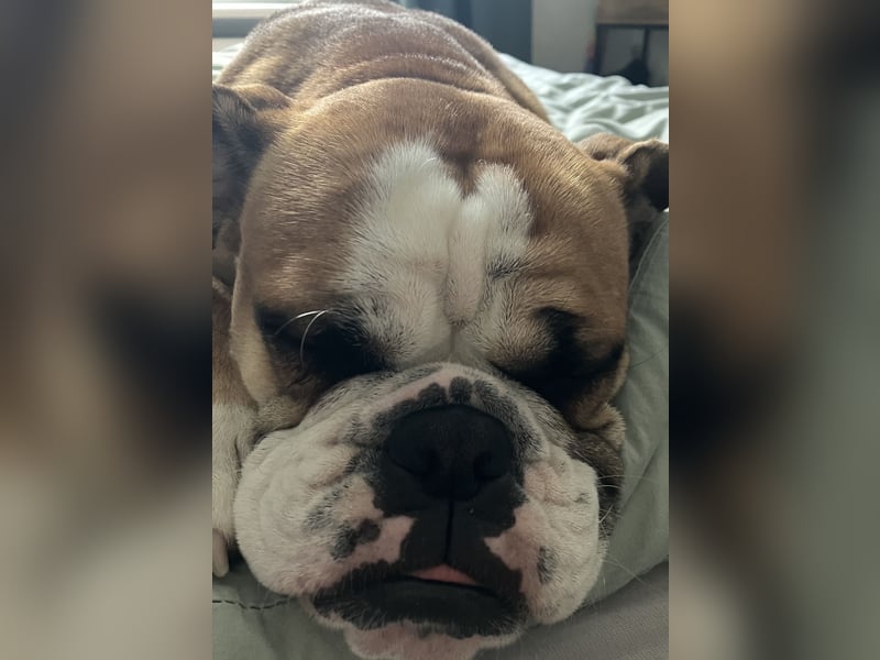 Continental Bulldogge