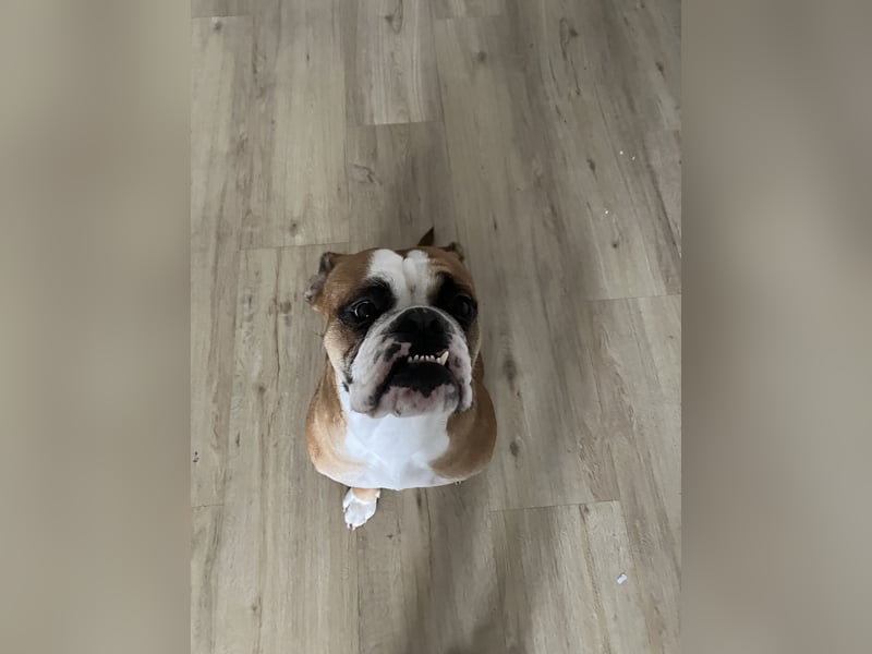 Continental Bulldogge