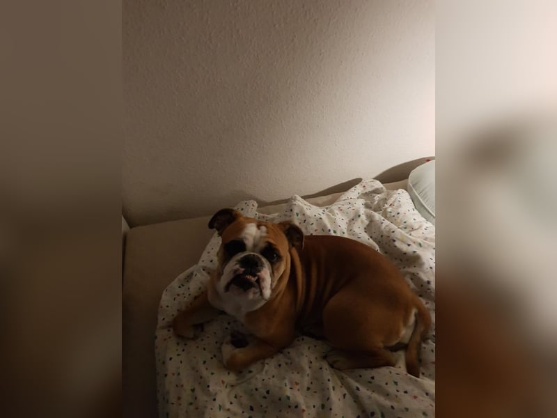 Continental Bulldogge