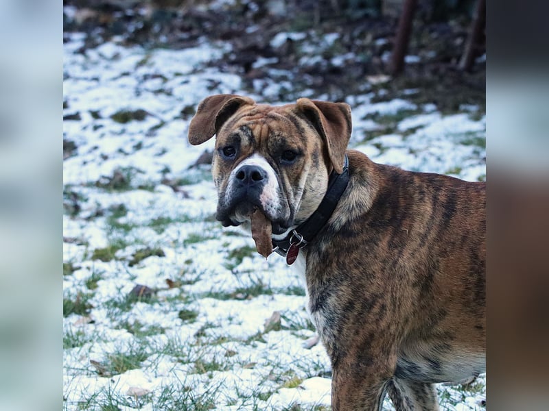 Continental Bulldog Hündin
