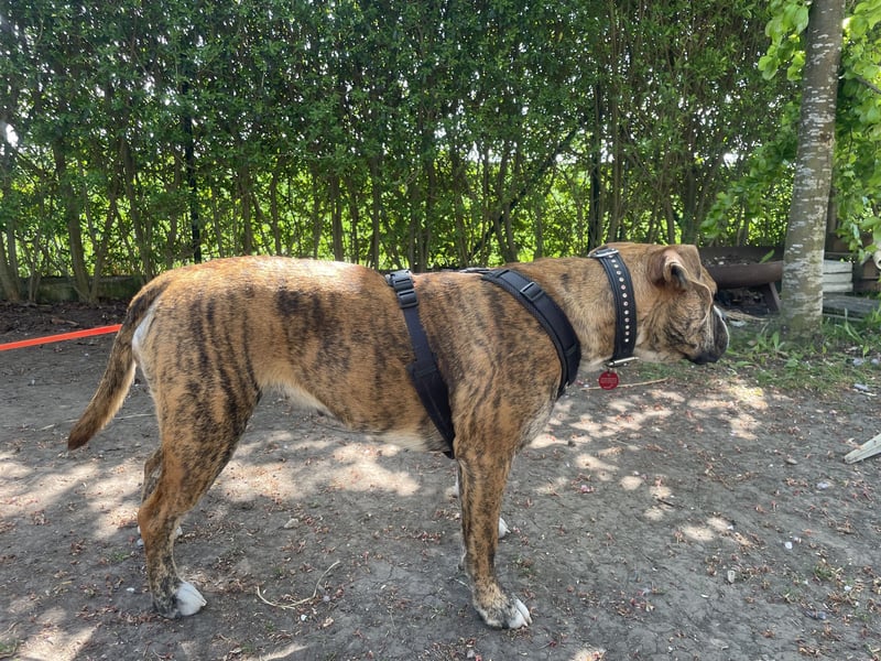 Continental Bulldog Hündin