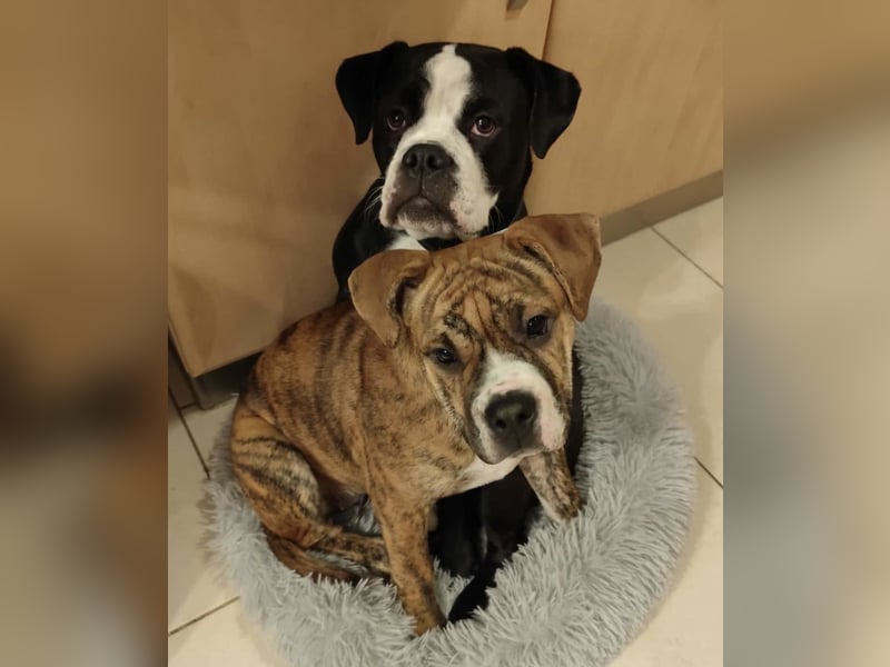 Continental Bulldog Hündin