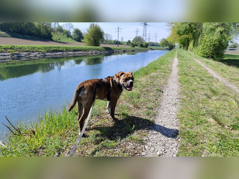 Continental Bulldog Hündin