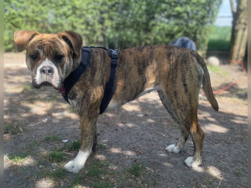 Continental Bulldog Hündin