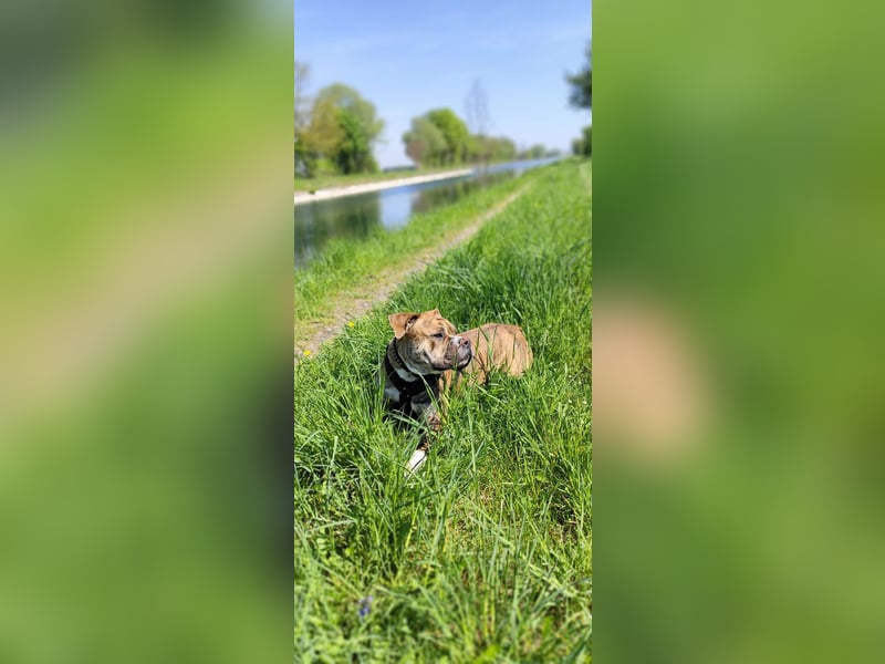 Continental Bulldog Hündin