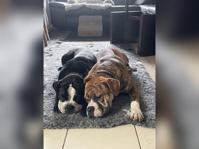 Continental Bulldog Hündin