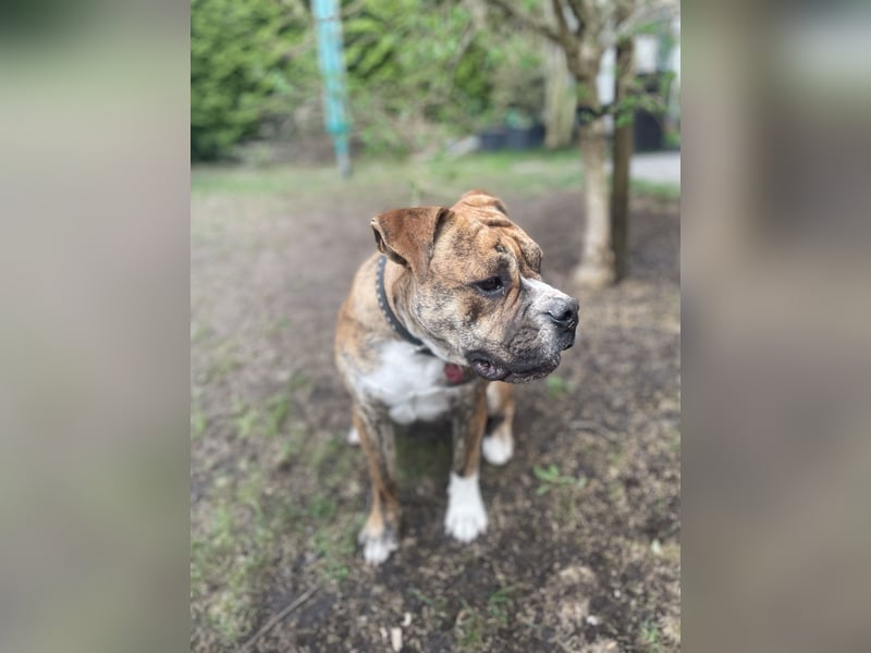 Continental Bulldog Hündin