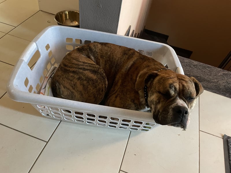 Continental Bulldog Hündin