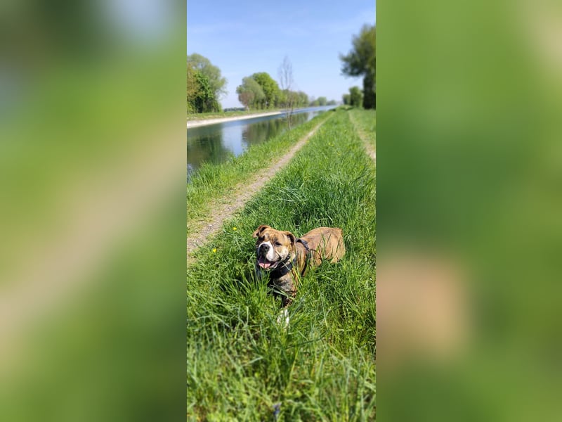 Continental Bulldog Hündin