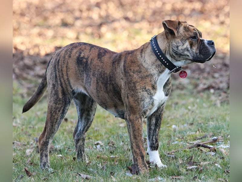 Continental Bulldog Hündin