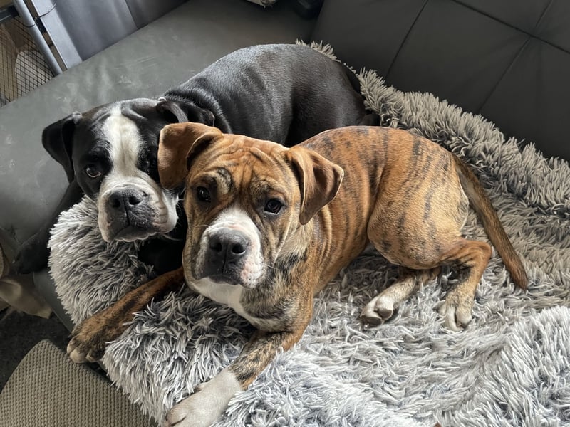 Continental Bulldog Hündin