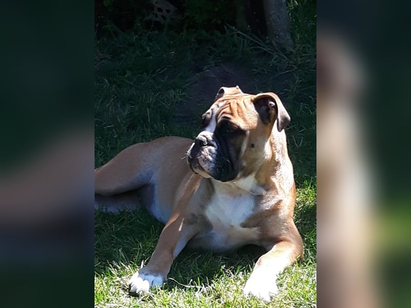 Continental Bulldog Welpen aus Hobbyzucht