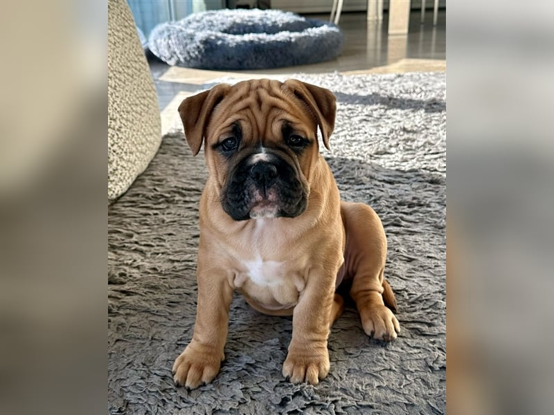 Continental Bulldog Welpen aus Hobbyzucht