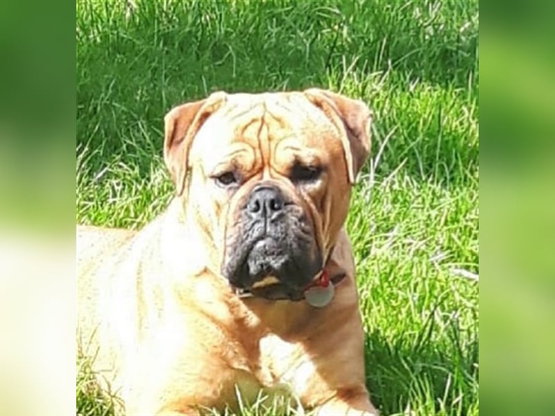 Continental Bulldog Welpen aus Hobbyzucht