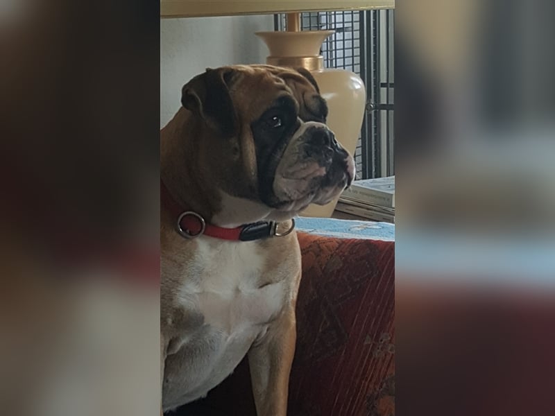 Continental Bulldog Welpen aus Hobbyzucht