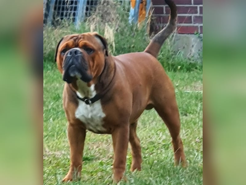 Continental Bulldog Welpen aus Hobbyzucht