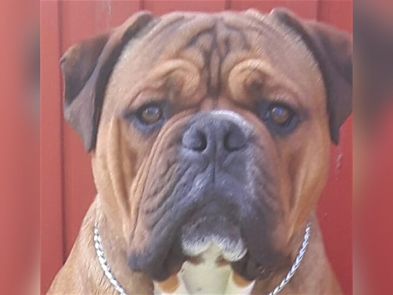 Continental Bulldog Welpen aus Hobbyzucht